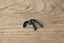 Final Audio Design Dynamic Earphone E2000S thumbnail 6