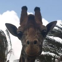 Acefun