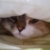 AleRuby