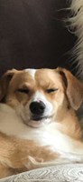 Beansandgryse