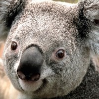 Beowolve