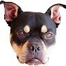 Bullrott
