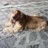 Cerpico