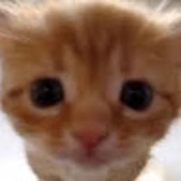 Charlieyzx