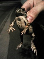 Christopher