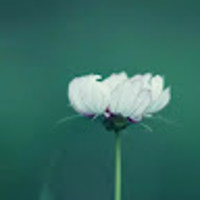 Claridalia