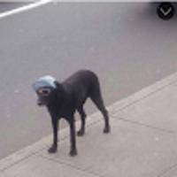 DogeGoBrr