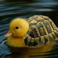 Duckle