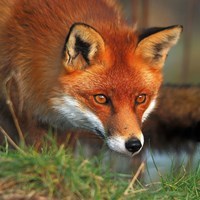 EvilFox