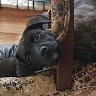 FloppyEars