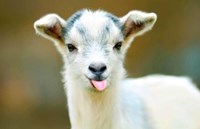 Fluffygoat