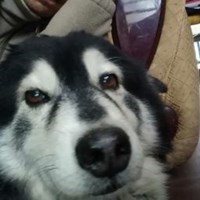 GersonOwnd