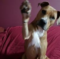 Gunshooter