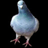 Holub1