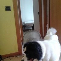 Ilario