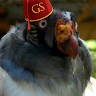 JGuildedTurk