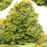 JustEinBaum
