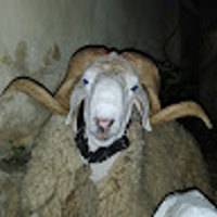 Kenham