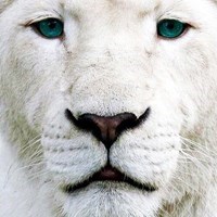 KingWalkerstar