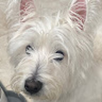 Kiwidoggo