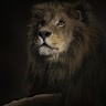 LonelyLion