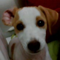 Mansoo