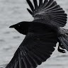 MrCrow