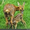 Omid22