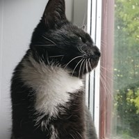 OmnipotentKitten