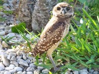 Owlmaster