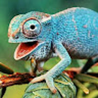 Ponja