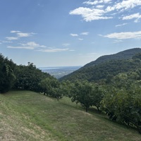 Quinamew