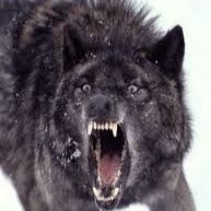 RogueWolf204