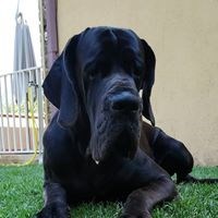 Sandrino63