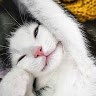SleepyCat
