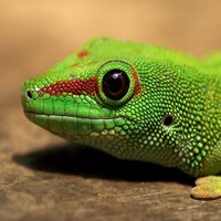SneakingCoder56