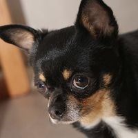 Tessie