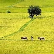 Tung_Tran
