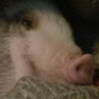 Uncoloredboar
