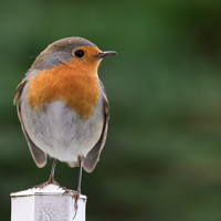 Wildclick