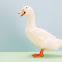 Yukkyduck