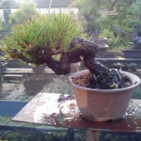 bonsai