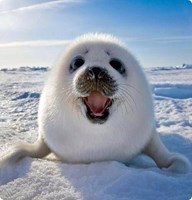 boulibear