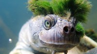 chromis