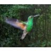 colibri