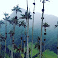 dirreno