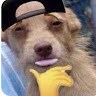 doggopc