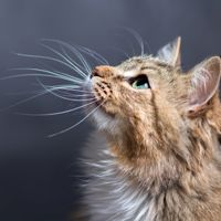 eugene