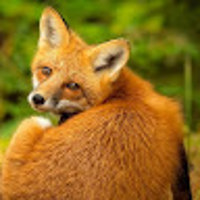 foxblayt