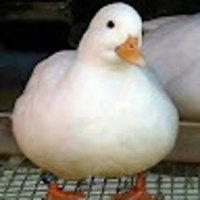 gongi